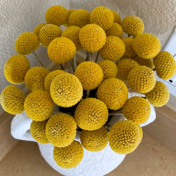 10 STEMS Dried Flowers Billy Balls - Craspedia Flowers - Picture 11 of 13